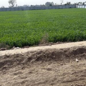 3 Bigha Plot - Gaya Bihar